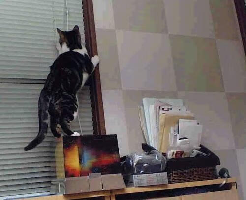 德甲争冠战焦点战，曼联拿下塞维利亚，双线战场的战术启示